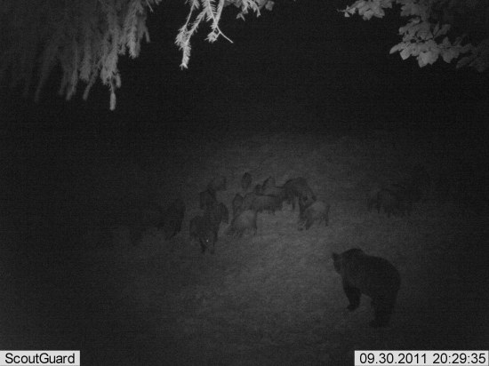 ale majú za pastiera