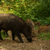 rodinka