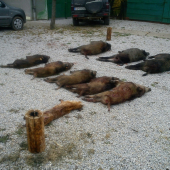 1.Spoločná polovačka - PZ skerešovo II