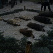 2.Spoločná Polovačka _PZ skerešovo II ( Poplatková )