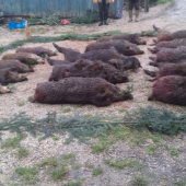 Poplatková  spoločná  poľovačka