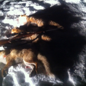 Diana mi zapriala v posledny januarovy deň