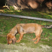 Prixa 4 a1/2 mesiaca