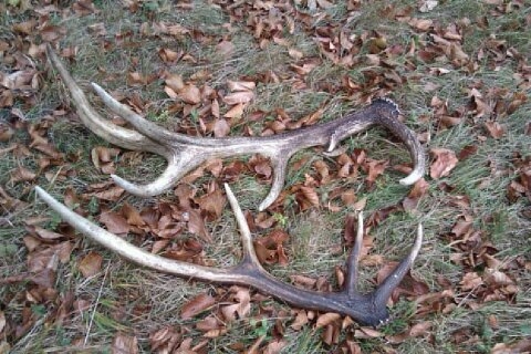 ulovok na spolocnej polovacke