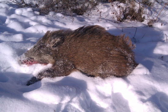 nedeľnajšia dahľadávka