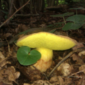 tohtorocny prvy