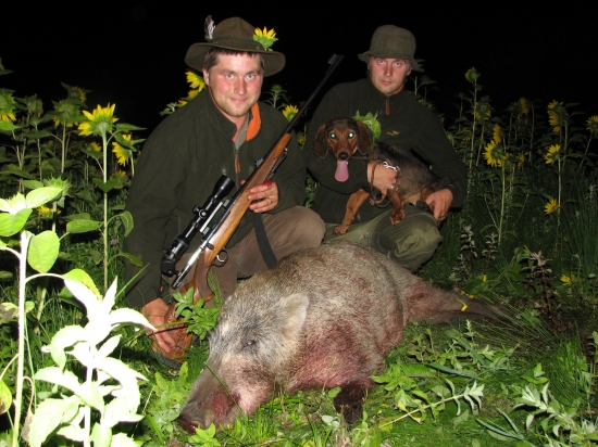 dohladavka v slnečnici