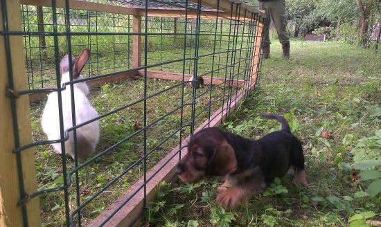 to ale , bolo brechotu