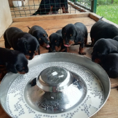 Steniatka slovenskeho kopova