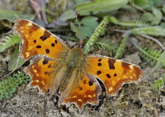 Babôčka zubatokrídla