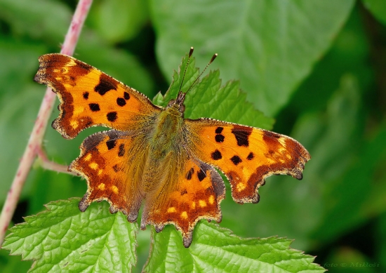 Babôčka zubatokrídla