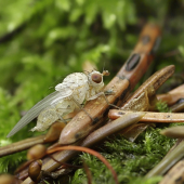 Lyciella rorida