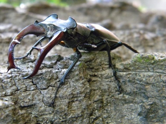 Dobrý šesterák s bohatým perlením z Lednických dubin