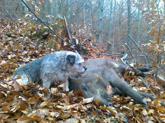 Další úlovek z našich bučin