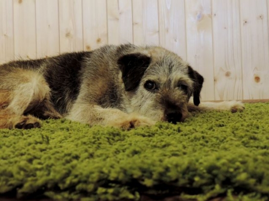 Oslavenec dnešních 18tých narozenin ! Mik Ostrý Lovec