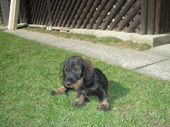 šteniatko jazvečíka hrubosrstého