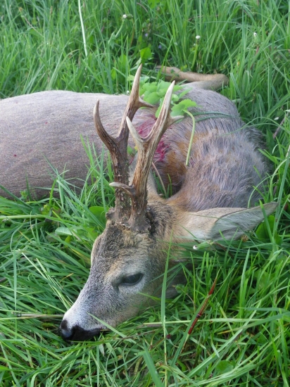 To bolo ale krásne ráno