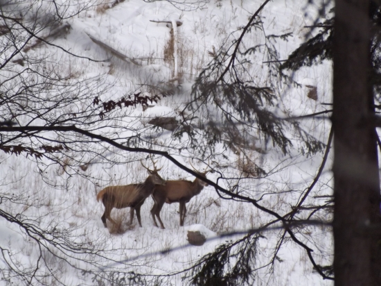 odhadnite vek...je to ľahké :-)