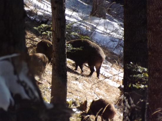 spokojné diviačie žírovanie