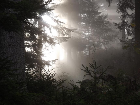 Dobré rujné ráno!