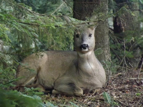 pohodička v smrečine