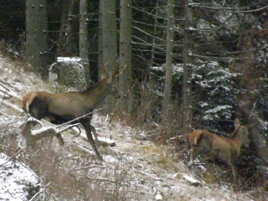 Bežci