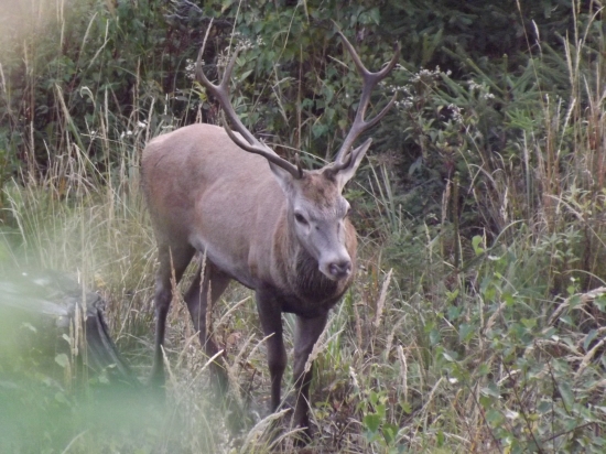 osmorák