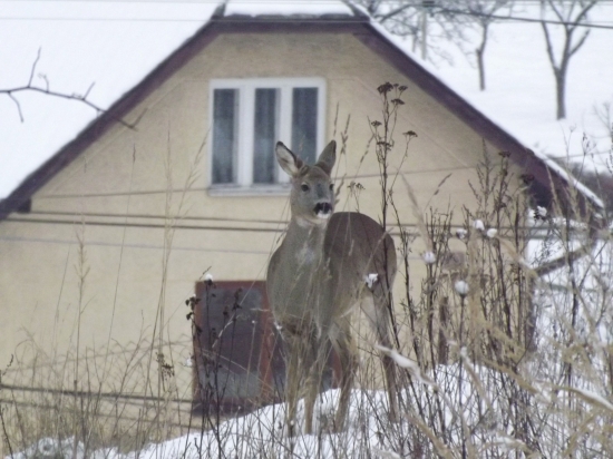 pozriem z okna a čo nevidím