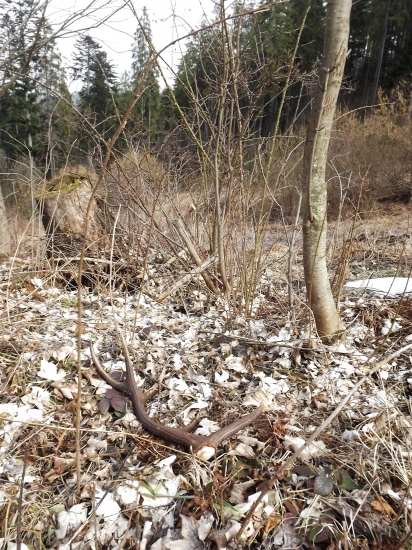 pod kriakom šípkovým