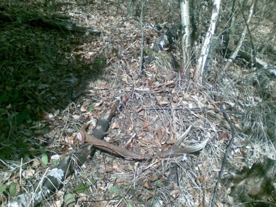 Tutu opäť zažiaril