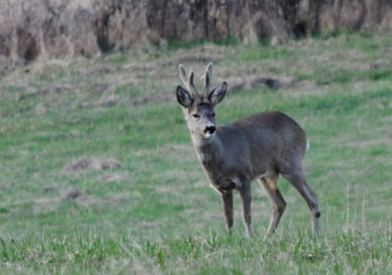 Srnec lesný (Capreolus capreolus)