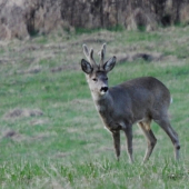 Srnec lesný (Capreolus capreolus)