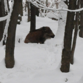 Ako keby čakal na guľu....