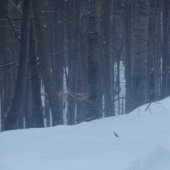 Už čakajú na môj odchod od krmných zariadení