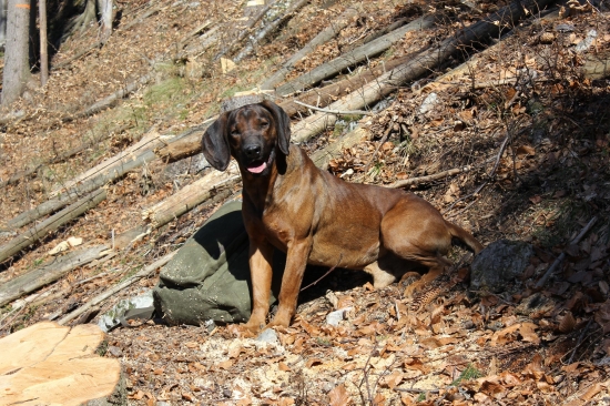V práci pri zameriavaní holiny