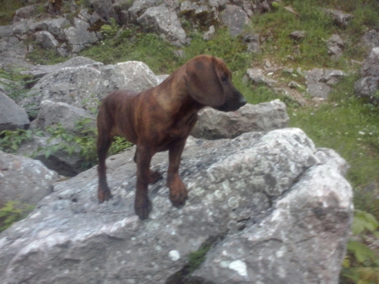 Hanoverský farbiar Hilda z Gronera