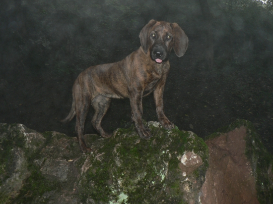 Hanoverský farbiar Hilda z Gronera