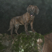 Hanoverský farbiar Hilda z Gronera