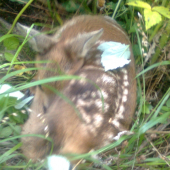 štvornohý dubák :-)