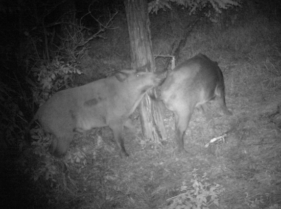 bukový dehet  je ako magnet