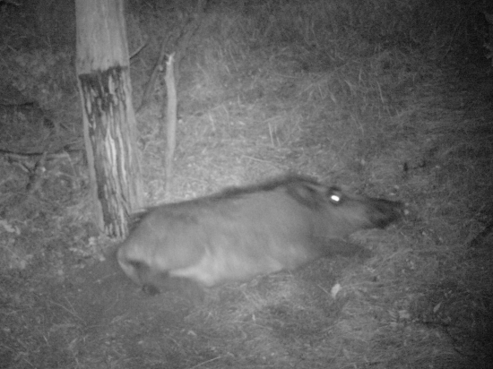 a tak nám vonia dehet