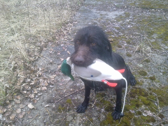 výcvik s aportom dummy