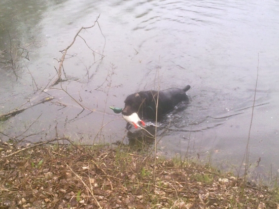 výcvik s aportom dummy 2