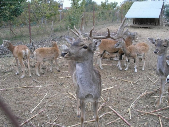 čo si ma tak obzeráš ?