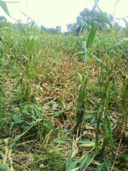 ked diviak dostane hlad