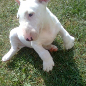 budúca lovkyňa diviakov