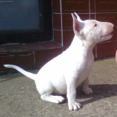 budúca lovkyňa diviakov.