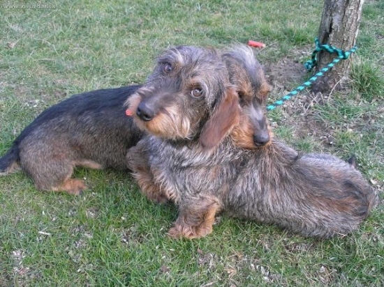 moji dvaja pomocníci