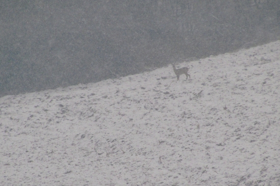 Medzi snehovými vločkami