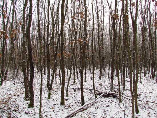 Žrďkovina dúbravy